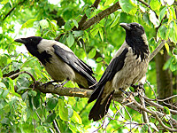 Ворона серая (Corvus cornix)