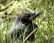 Varis (Corvus cornix)