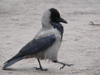 Corneille mantelée (Corvus cornix)