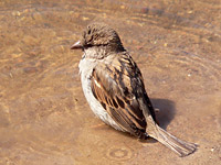 Gorrion común (Passer domesticus)