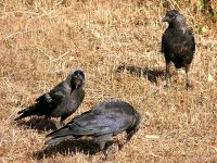 Taccola (Corvus monedula)
