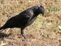 Grajilla europea (Corvus monedula)