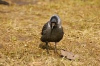 Taccola (Corvus monedula)