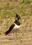 Vanneau huppé (Vanellus vanellus)