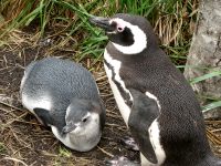 Patagonianpingviini (Spheniscus magellanicus)