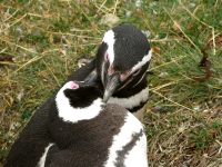 Spheniscus magellanicus, o Pinguino di Magellano (Spheniscus magellanicus)