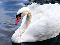 Cisne vulgar o blanco común (Cygnus olor)