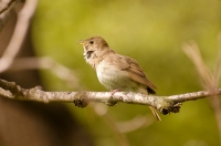 Nightingale (Luscinia luscinia)