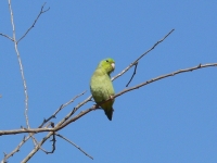 Ecuadorinaranen (Forpus coelestis)