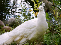 Indian Peafowl or Common Peafowl (Pavo cristatus)