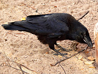 渡鴉 (Corvus corax)