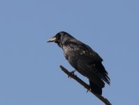 Вόрон (Corvus corax)
