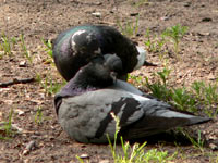 Piccione, colombo viaggiatore o piccione viaggiatore (Columba livia)