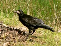 Corvo comune (Corvus frugilegus)