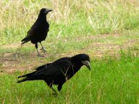 Mustavaris (Corvus frugilegus)