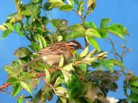 Rufous-collared sparrow (Zonotrichia capensis)