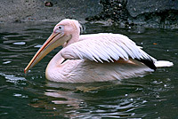 Pelicano vulgar (Pelecanus onocrotalus)