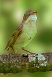 灰白喉林莺 (Sylvia communis)