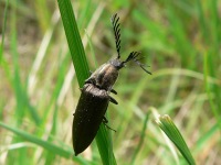 Гребнеусый щелкун (Ctenicera pectinicornis)