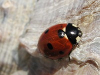 7-spot Ladybird Beetle (Coccinella septempunctata)