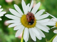 7-spot Ladybird Beetle (Coccinella septempunctata)