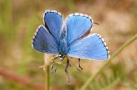 Adonis bleu ou azuré bleu céleste ou argus bleu céleste (Polyommatus bellargus)
