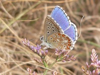 Adonis bleu ou azuré bleu céleste ou argus bleu céleste (Polyommatus bellargus)