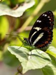 Atthis Longwing or False zebra longwing (Heliconius atthis)
