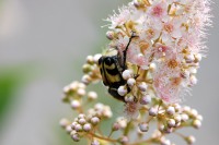 Bee beetle (Trichius fasciatus)
