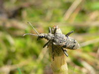 Blackspotted Pliers Support Beetle (Rhagium mordax)