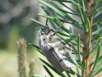 Abejarón, abejorro, sanjuanero del castaño (Melolontha hippocastani)