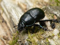 Escarabajo estercolero zumbador (Geotrupes stercorarius)