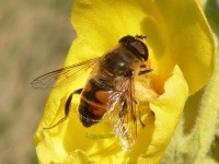 Пчеловидка цепкая (Eristalis tenax)