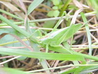 Хвостатый кузнечик (Tettigonia caudata)