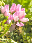 Пчела медоносная (Apis mellifera)