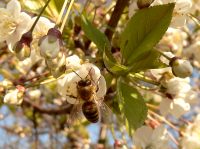 Пчела медоносная (Apis mellifera)