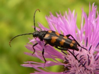 Longhorn beetle (Leptura quadrifasciata)