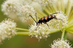 Longhorn beetle (Leptura quadrifasciata)