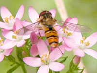 Marmelade Hoverfly (Episyrphus balteatus)