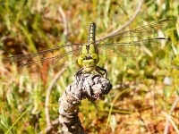 Green Club-tailed Dragonfly, Green snaketail, or Green gomphid (Ophiogomphus cecilia)