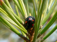 Pine Ladybird (Exochomus quadripustulatus)