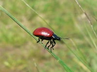 Escarabajo de la hoja del álamo (Chrysomela populi)