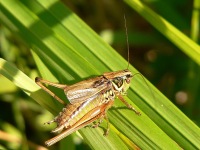 Roesel's bush-cricket (Metrioptera roeselii)
