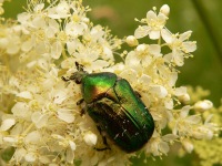 Escarabajo de oro (Cetonia aurata)