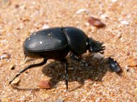 Escarabajo (Scarabaeus typhon)