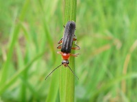 Soldier Beetles (Cantharis livida)