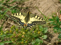 Парусник Махаон (Papilio machaon)