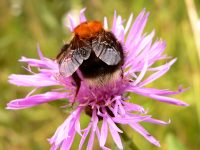 New Garden Bumblebee or Tree Bumblebee (Bombus hypnorum)