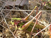 Wart-biter Bush Cricket (Decticus verrucivorus)