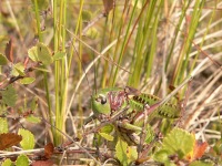 Wart-biter Bush Cricket (Decticus verrucivorus)